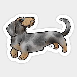 Dog - Wire-Haired Dachshund - Dapple Sticker